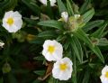 Cistus monspeliensis